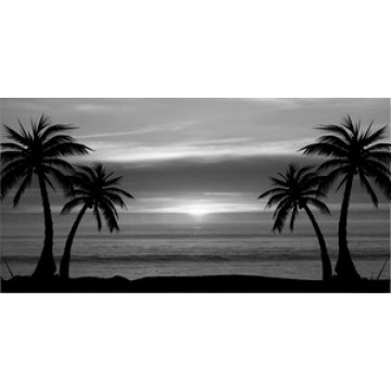 Grey Palm Tree Sunset Photo License Plate 